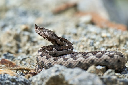 Nose-Horned Viper male in natural habitat (Vipera ammodytes)の写真素材