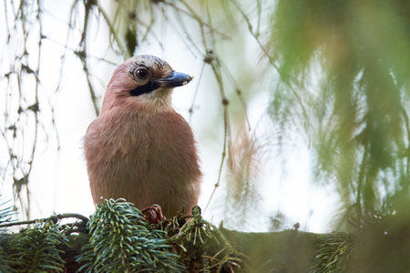 Eurasian jay bird sitting on a branch ( Garrulus glandarius )の写真素材