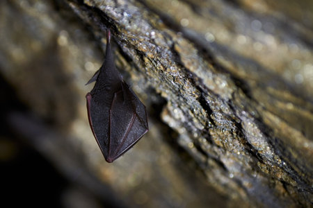 Lesser horseshoe bat hanging in a  cave (Rhinolophus hipposideros)の写真素材
