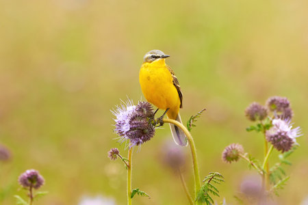 Western Yellow Wagtail bird sitting on Lacy phacelia plant (Motacilla flava)の写真素材
