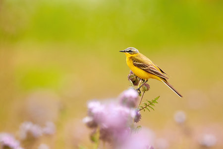 Western Yellow Wagtail bird sitting on Lacy phacelia plant (Motacilla flava)の写真素材