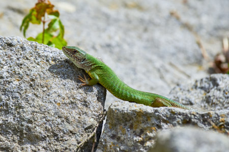 European green lizard female sunbathing on the rock (Lacerta viridis)の写真素材