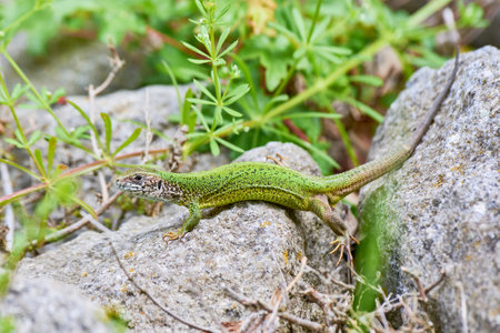European green lizard female sunbathing on the rock (Lacerta viridis)の写真素材