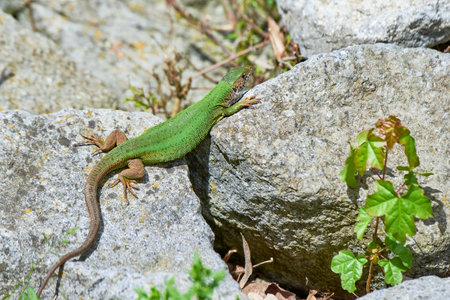 European green lizard female sunbathing on the rock (Lacerta viridis)の写真素材