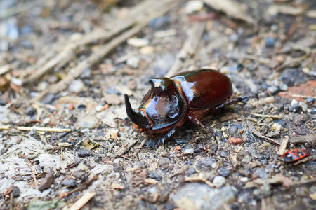 European rhinoceros beetle (Oryctes nasicornis)