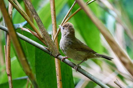 Eurasian blackcap juvenile bird close-up (Sylvia atricapilla)