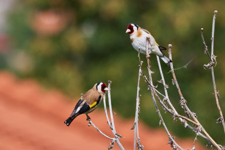 European goldfinch bird sitting on a branch (Carduelis carduelis)の写真素材
