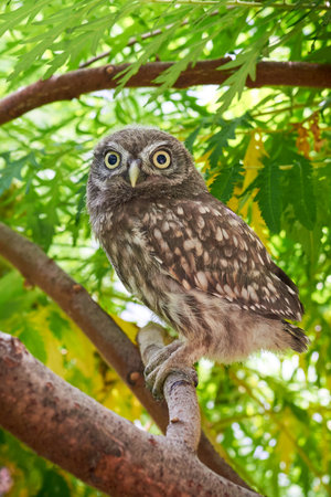 Little owl juvenile bird closeup (Athene noctua)の写真素材