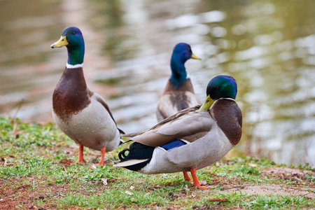 Mallard Male Ducks close-up ( Anas platyrhynchos )の写真素材