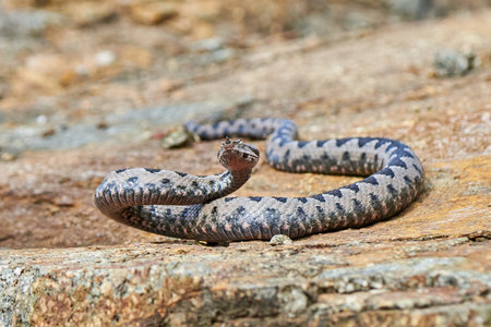 Nose-Horned Viper male in natural habitat (Vipera ammodytes)