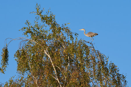 Grey heron bird sitting on top of a tree (Ardea cinerea)の写真素材