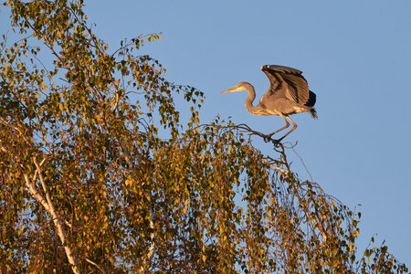 Grey heron bird sitting on top of a tree (Ardea cinerea)の写真素材