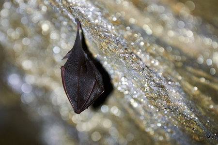 Lesser horseshoe bat hanging in a  cave (Rhinolophus hipposideros)の写真素材