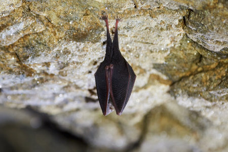 Lesser horseshoe bat hanging in a  cave (Rhinolophus hipposideros)の写真素材