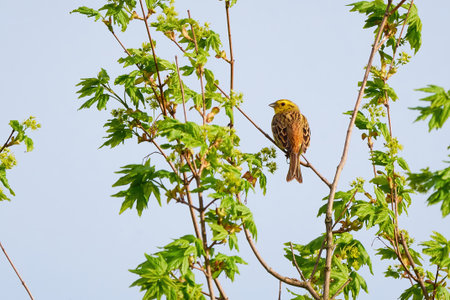 Yellowhammer bird singing in the morning (Emberiza citrinella)の写真素材