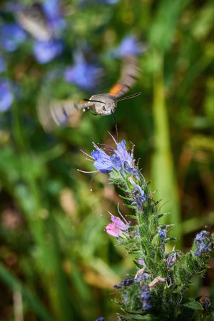 Hummingbird hawk-moth (Macroglossum stellatarum) feeding on flowers