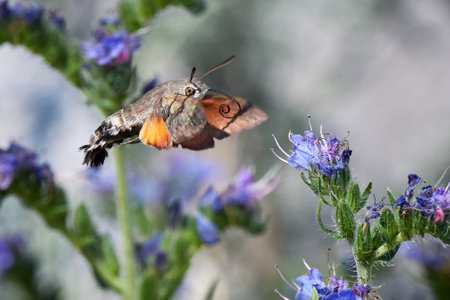 Hummingbird hawk-moth (Macroglossum stellatarum) feeding on flowersの写真素材