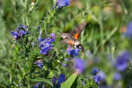 Hummingbird hawk-moth (Macroglossum stellatarum) feeding on flowersの写真素材