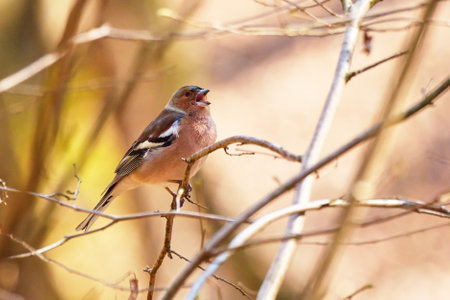 Common Chaffinch bird sitting on a branch and sing ( Fringilla coelebs )の写真素材