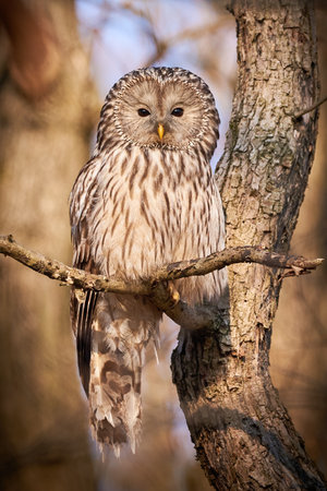 Ural owl sitting on a branch in natural habitat (Strix uralensis). Nocturnal Owlの写真素材