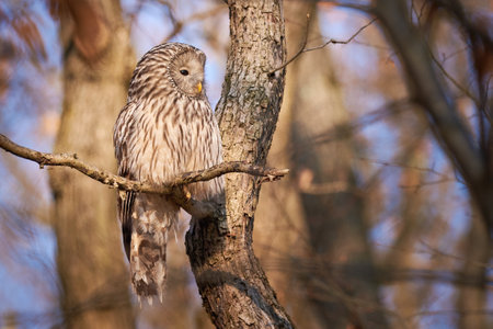 Ural owl sitting on a branch in natural habitat (Strix uralensis). Nocturnal Owlの写真素材
