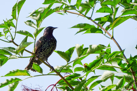 Common starling bird sitting on a branch (Sturnus vulgaris)の写真素材