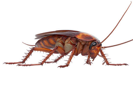 Cockroach bug small shiny pest. 3D renderingの写真素材
