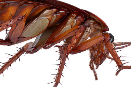 Cockroach bug american roach disgusting creature, close view. 3D rendering