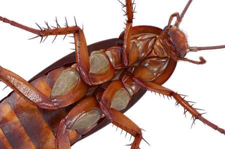 Cockroach bug small orange and brown body, close view. 3D rendering