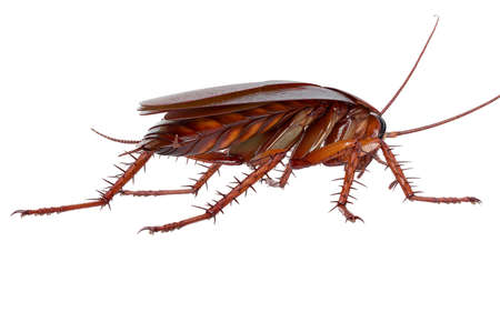 Cockroach bug brown creeping animal. 3D renderingの写真素材