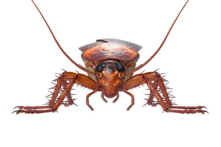 Cockroach bug insect roach creepy and revolting, front view. 3D rendering