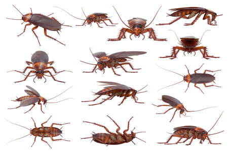 Cockroach bug brown and orange small pest set. 3D renderingの写真素材