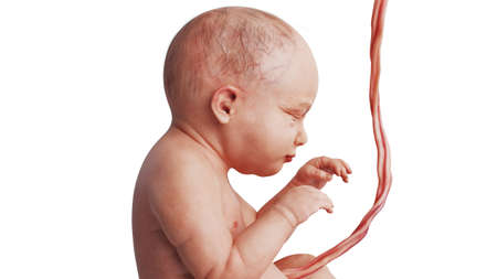Embryo human development fetus unborn, close view. 3D renderingの写真素材