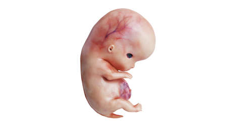Embryo human development fetus unborn, side view. 3D renderingの写真素材