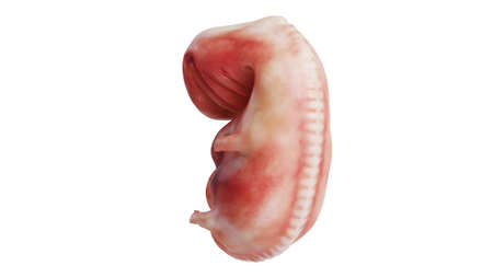 Human embryo fetus unborn, back view. 3D renderingの写真素材