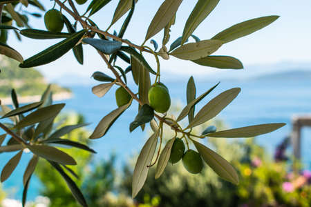 Green olive branch on sea background.の写真素材