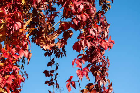 Red ivy on blue sky background. Creeperの写真素材