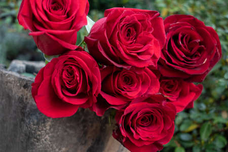Red roses in garden. Roses flower bloom on a green backgroundの写真素材