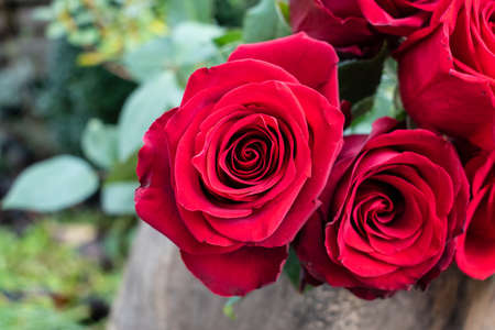 Red roses in garden. Roses flower bloom on a green backgroundの写真素材