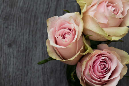 Three pink roses in a rustic background. Roses on a gray wooden backgroundの写真素材