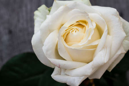 One white rose in a rustic background. Rose on a gray wooden backgroundの写真素材