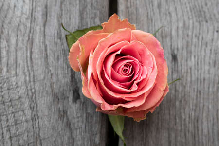 One pink rose in a rustic background. Rose on a gray wooden backgroundの写真素材