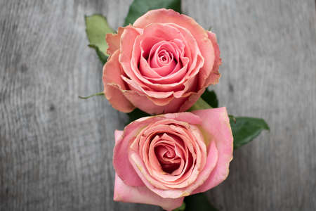 Two pink roses in a rustic background. Roses on a gray wooden backgroundの写真素材