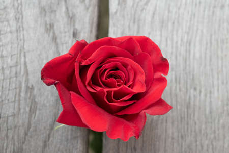 One red rose in a rustic background. Rose on a gray wooden backgroundの写真素材