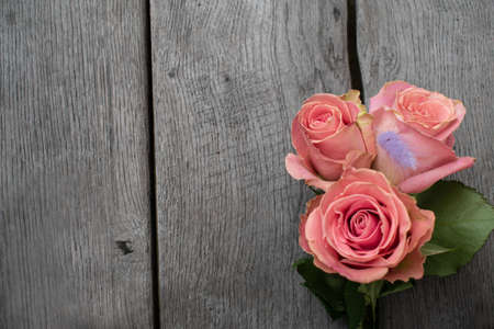 Three pink roses in a rustic background. Roses on a gray wooden backgroundの写真素材