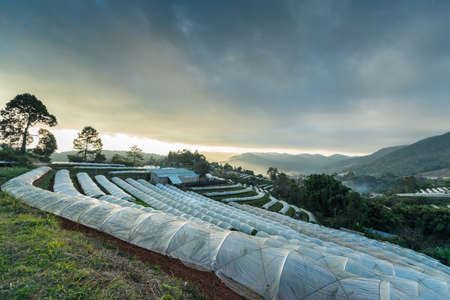 plantation sunrise landscapeの写真素材