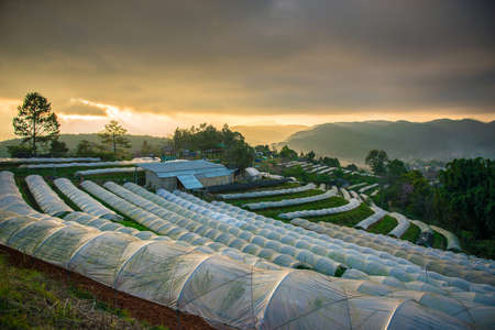 plantation sunrise landscape,The Royal Agricultural Station Inthanon,chiangmai, thailand