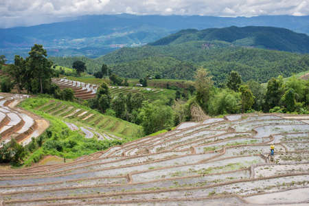 terraces field in Chiang Mai, Thailandの写真素材
