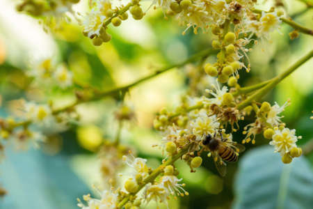 working bee collects flower nectar from longan flowerの写真素材