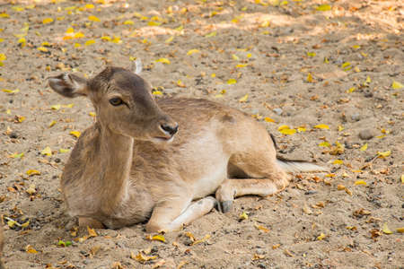 Deer couch relaxing afternoonの写真素材